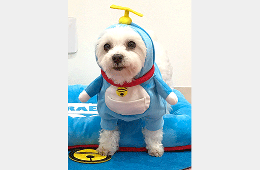ドラえもんになりきれる!?わんちゃん用ウェア